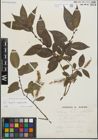 Foto von Salix fragilis L. x Salix pentandra L.